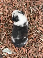 Tic-Tac, a male Miniature Australian Shepherd for sale in Plato, MO – Photo 7 of 9
