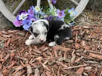 Tic-Tac, a male Miniature Australian Shepherd for sale in Plato, MO – Photo 9 of 9