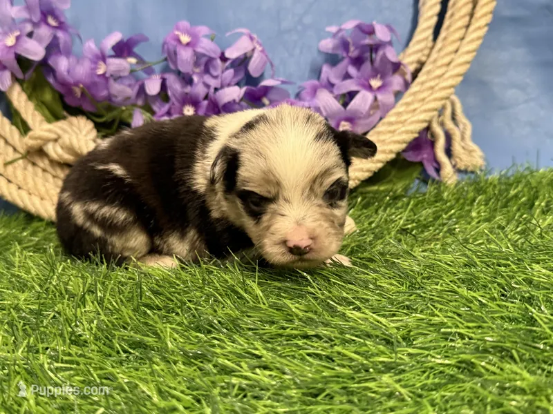 Tic-Tac – Miniature Australian Shepherd puppy for sale in Plato, MO