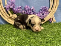Tic-Tac, a male Miniature Australian Shepherd for sale in Plato, MO – Photo 4 of 7