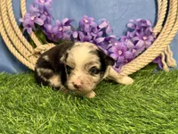 Tic-Tac, a male Miniature Australian Shepherd for sale in Plato, MO – Photo 2 of 7