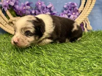 Tic-Tac, a male Miniature Australian Shepherd for sale in Plato, MO – Photo 5 of 7