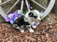 Tic-Tac, a male Miniature Australian Shepherd for sale in Plato, MO – Photo 2 of 9