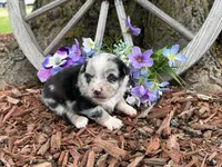 Tic-Tac, a male Miniature Australian Shepherd for sale in Plato, MO – Photo 4 of 9