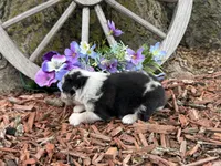 Tic-Tac, a male Miniature Australian Shepherd for sale in Plato, MO – Photo 8 of 9