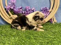 Tic-Tac, a male Miniature Australian Shepherd for sale in Plato, MO – Photo 7 of 7