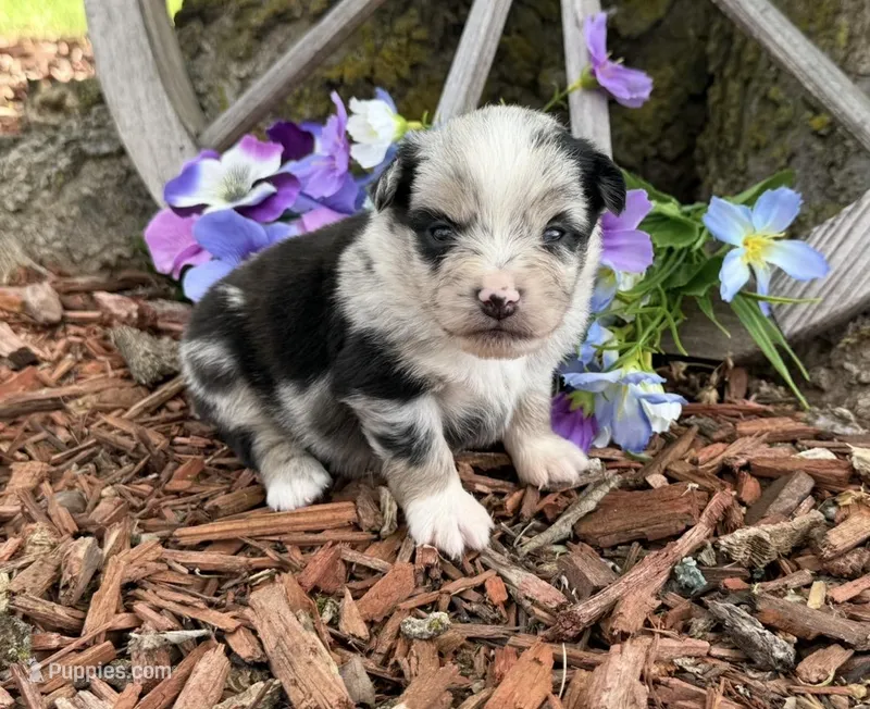 Tic-Tac – Miniature Australian Shepherd puppy for sale in Plato, MO