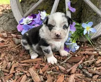 Tic-Tac, a male Miniature Australian Shepherd for sale in Plato, MO – Photo 1 of 9