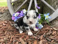 Tic-Tac, a male Miniature Australian Shepherd for sale in Plato, MO – Photo 5 of 9