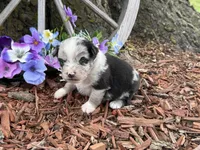 Tic-Tac, a male Miniature Australian Shepherd for sale in Plato, MO – Photo 3 of 9