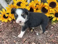 Callie (weighs 1lb @ 4wks), a female Toy Australian Shepherd for sale in Plato, MO – 3 of 10