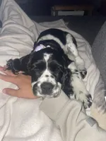 Gracie, a female Cocker Spaniel for sale in Lagrange, IN – 3 of 4