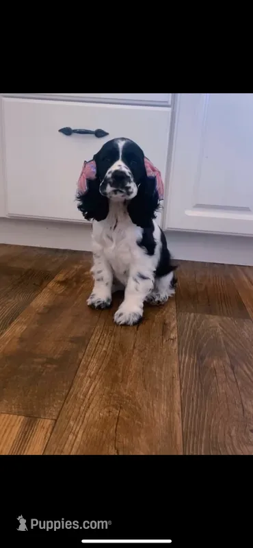 Gracie – Cocker Spaniel puppy for sale in Lagrange, IN