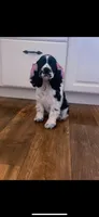 Gracie, a female Cocker Spaniel for sale in Lagrange, IN – 1 of 4