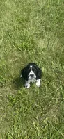 Gracie, a female Cocker Spaniel for sale in Lagrange, IN – 4 of 4