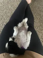Gracie, a female Cocker Spaniel for sale in Lagrange, IN – 2 of 4