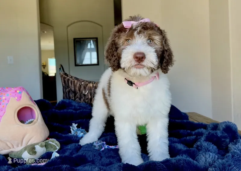 Mika – Labradoodle puppy for sale in San Antonio, TX