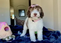 Mika, a female Labradoodle for sale in San Antonio, TX – 1 of 1