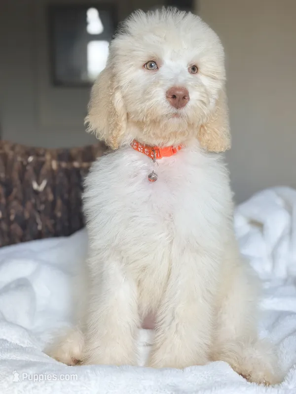 Kimmy  – Labradoodle puppy for sale in San Antonio, TX