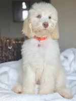 Kimmy , a female Labradoodle for sale in San Antonio, TX – 1 of 2