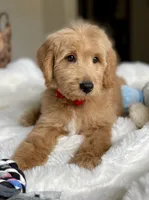 Mickey , a male Australian Labradoodle for sale in San Antonio, TX – 2 of 3
