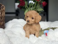 Jenna, a male Miniature Labradoodle for sale in Boerne, TX – 2 of 2