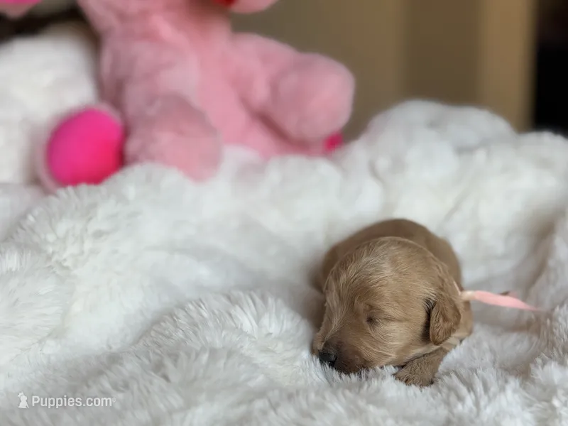 Bunny  – Australian Labradoodle puppy for sale in Boerne, TX