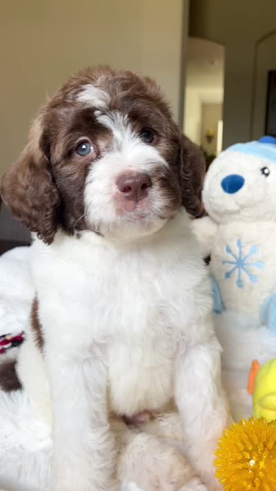 Bear, a male Labradoodle for sale in San Antonio, TX – 2 of 2