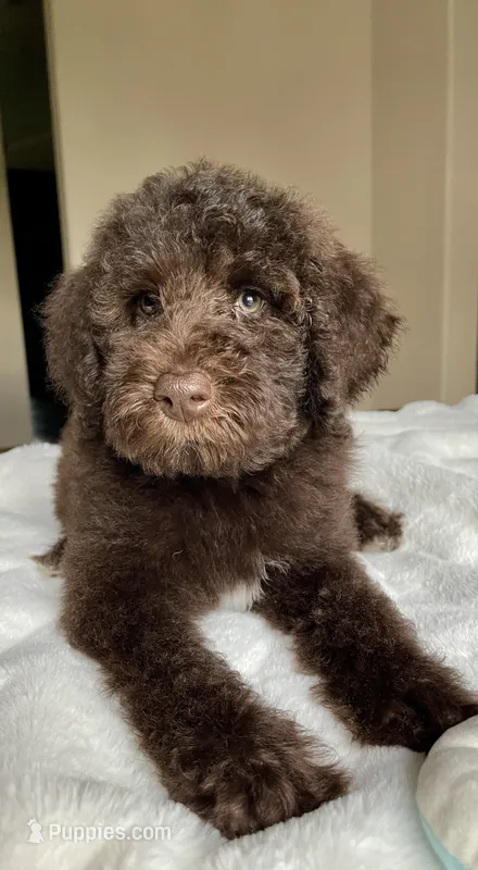 Dex – Labradoodle puppy for sale in San Antonio, TX