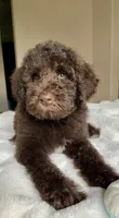 Dex, a male Labradoodle for sale in San Antonio, TX – 1 of 4