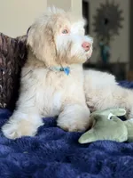 Simon, a male Labradoodle for sale in San Antonio, TX – 2 of 2