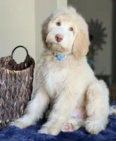 Simon, a male Labradoodle for sale in San Antonio, TX – 1 of 2