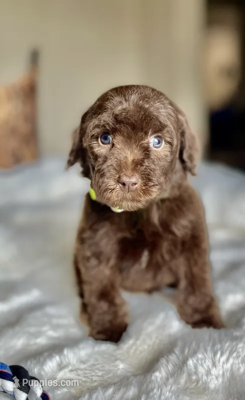 Dex – Labradoodle puppy for sale in San Antonio, TX