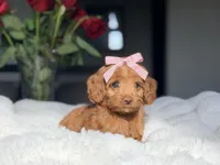 Annie , a female Miniature Labradoodle for sale in Boerne, TX – 3 of 3