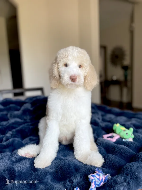 Cole – Labradoodle puppy for sale in San Antonio, TX