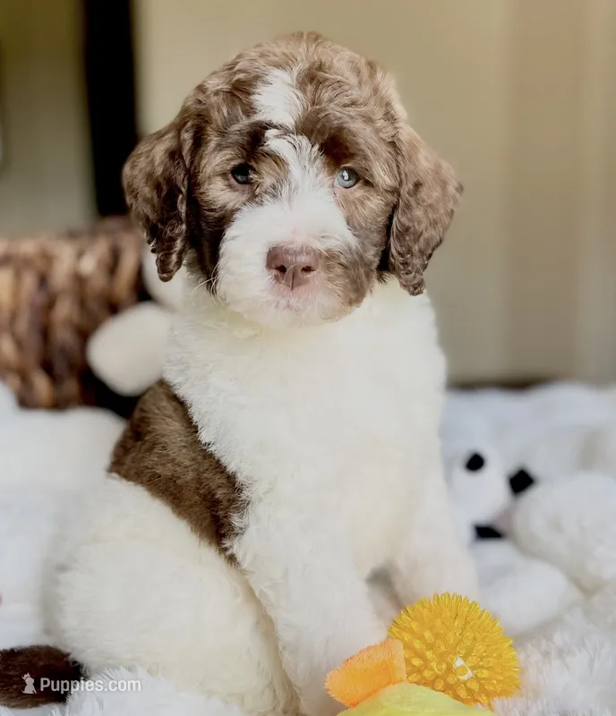 Bear – Labradoodle puppy for sale in San Antonio, TX