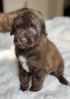 Liam, a male Labradoodle for sale in San Antonio, TX – 2 of 2