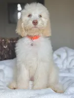 Kimmy , a female Labradoodle for sale in San Antonio, TX – 2 of 2