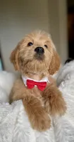 Mickey , a male Australian Labradoodle for sale in San Antonio, TX – 1 of 3