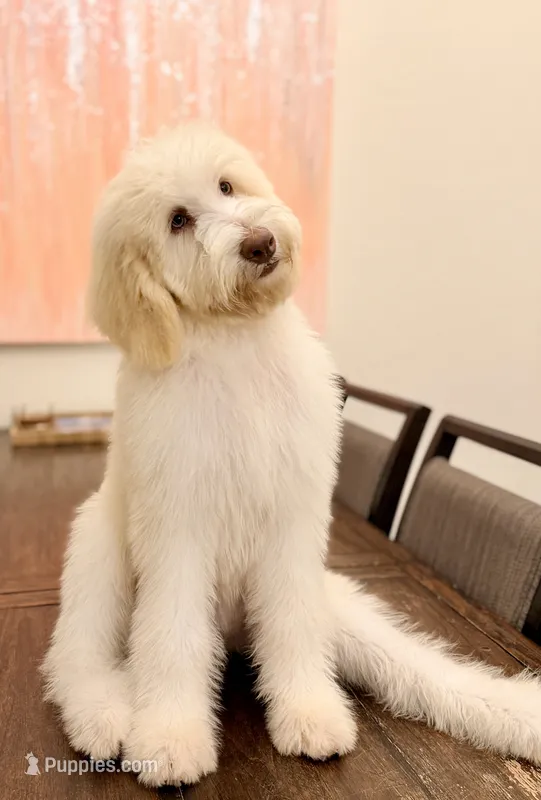 Josh  – Labradoodle puppy for sale in Boerne, TX