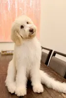 Josh , a male Labradoodle for sale in Boerne, TX – 1 of 1