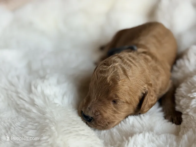 Maxipoo – Australian Labradoodle puppy for sale in Boerne, TX