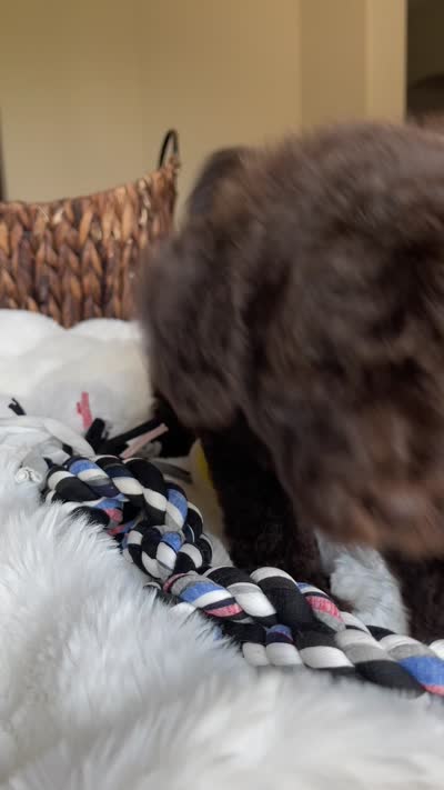 Atlas, a male Labradoodle for sale in San Antonio, TX – 3 of 3