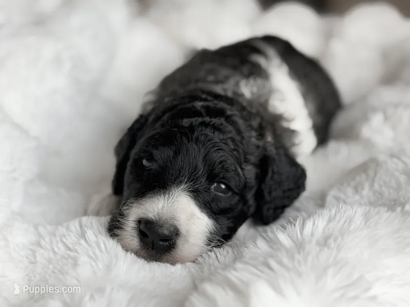 Brody, a male Labradoodle for sale in Boerne, TX – 1 of 4