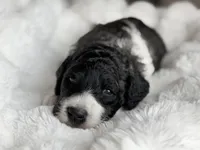 Brody, a male Labradoodle for sale in Boerne, TX – 1 of 4