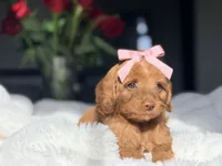 Annie , a female Miniature Labradoodle for sale in Boerne, TX – 2 of 3