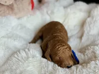 Mickey, a male Australian Labradoodle for sale in Boerne, TX – 2 of 3