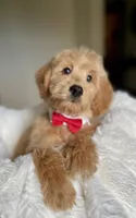 Mickey , a male Australian Labradoodle for sale in San Antonio, TX – 3 of 3