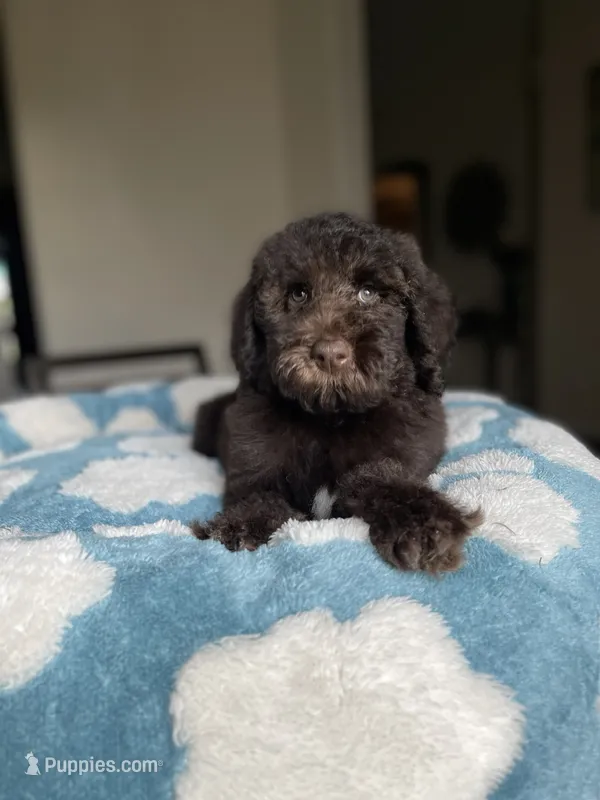 Atlas – Labradoodle puppy for sale in San Antonio, TX