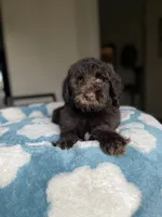 Atlas, a male Labradoodle for sale in San Antonio, TX – 1 of 3